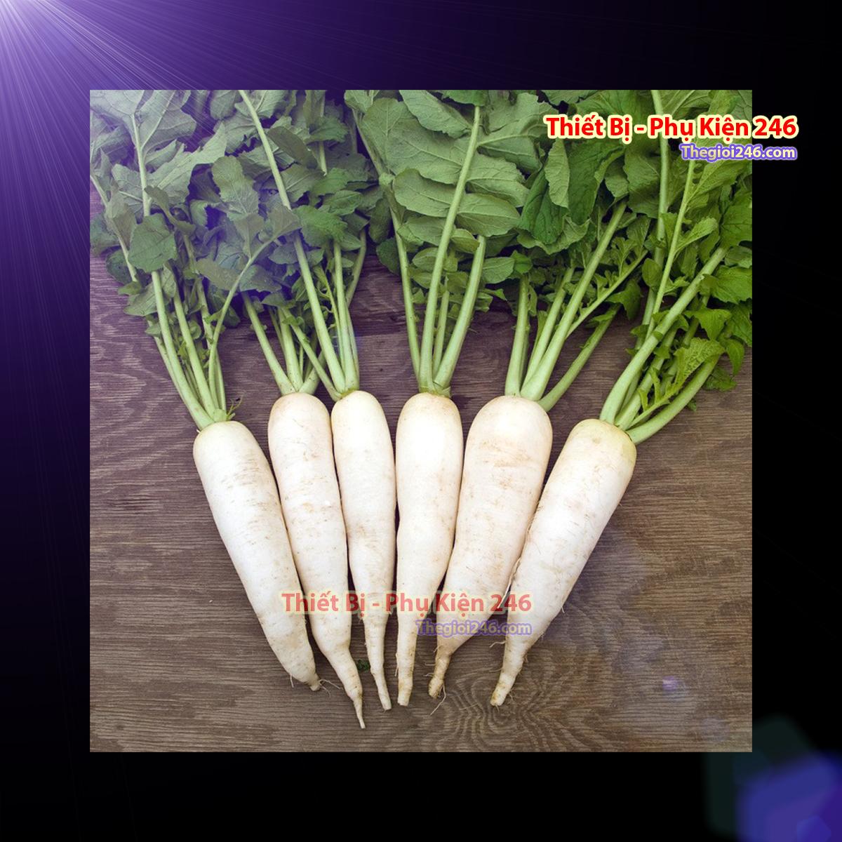 Hạt giống củ cải trắng VT-42
