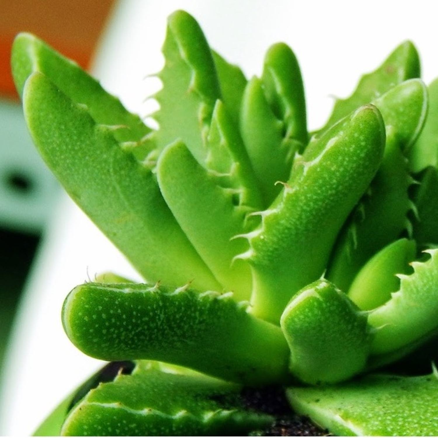 Sen đá Hàm Cá Sấu - LỖI 1 ĐỔI 1