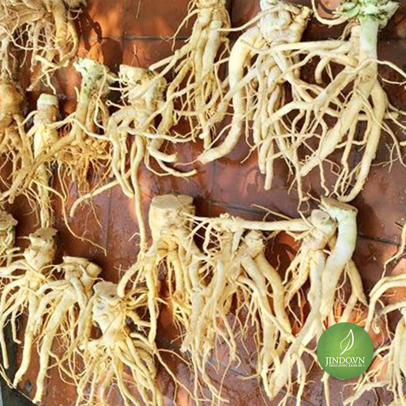 Rễ Đinh Lăng (1Kg khô) -LV49