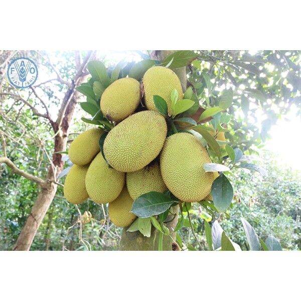 Cây mít thái ra quả siêu sớm sau 12 tháng (cây giống đối chứng )