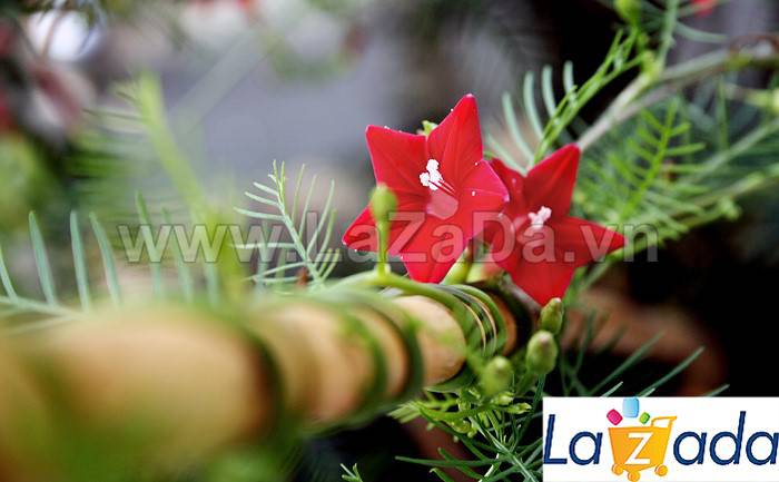 20h Hạt Giống Hoa Tóc Tiên Leo Đỏ (C1.304| -KD: B6*V52*M220)