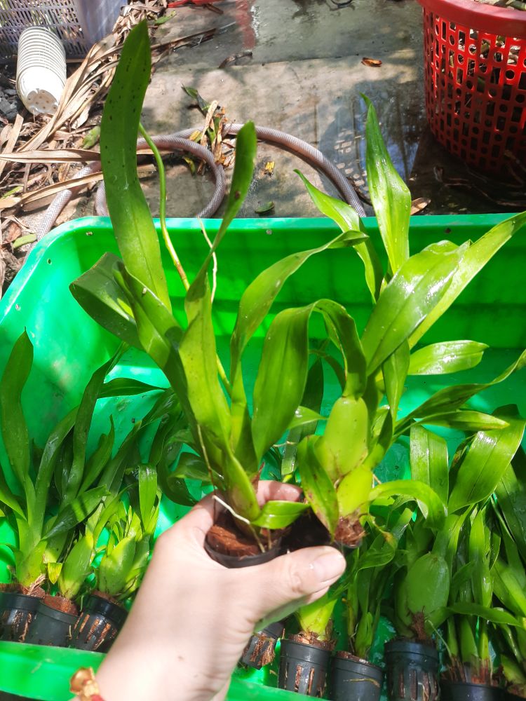LAN vũ nữ lycaste