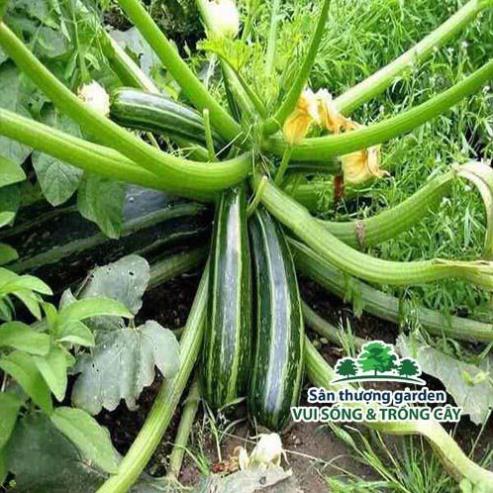 Hạt giống bí ngòi F1 trái dài xanh - 2 gram