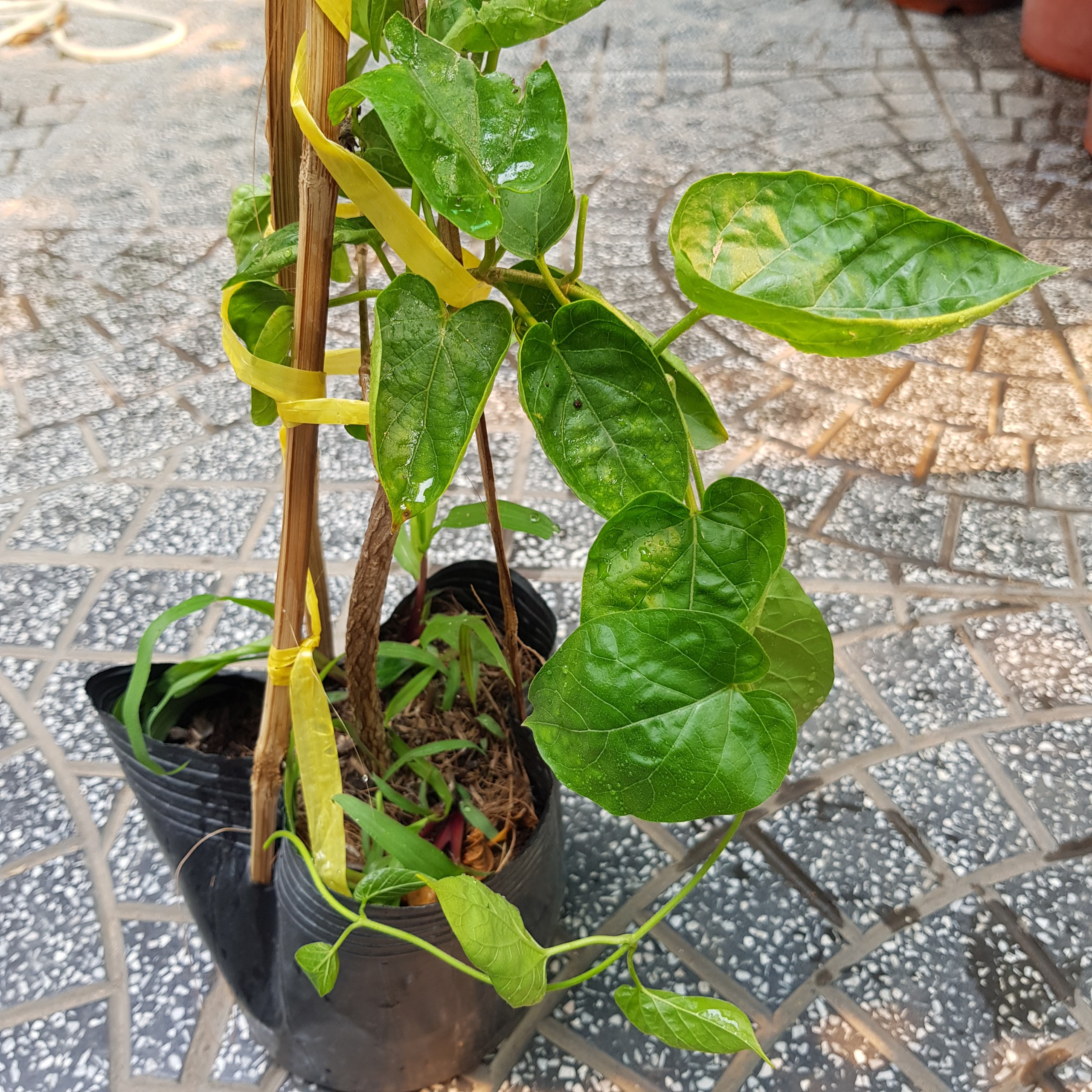 CÂY GIỐNG HOA THIÊN LÝ