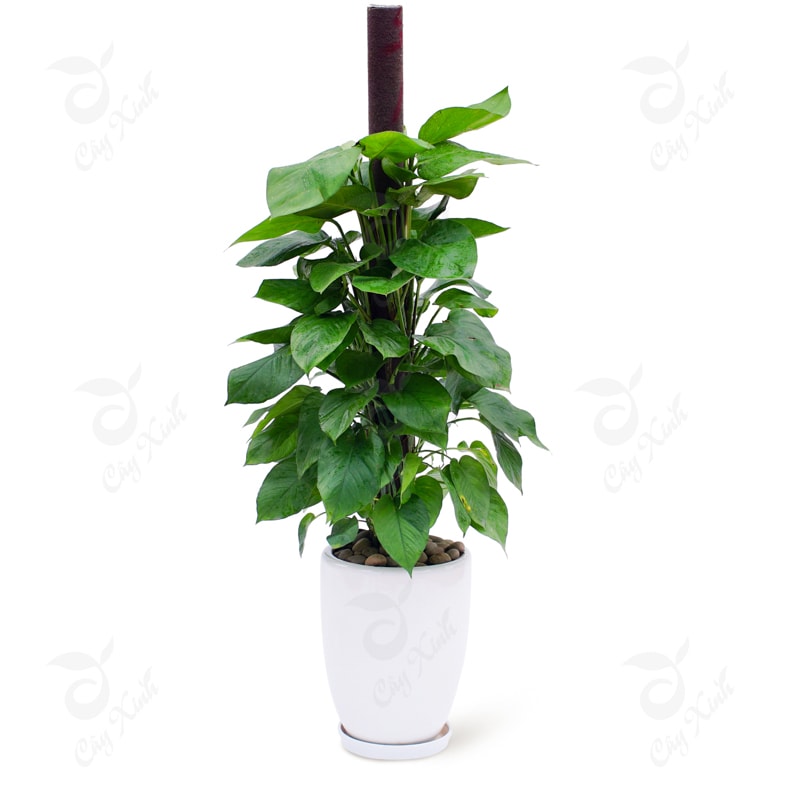Chậu cây vạn niên thanh leo