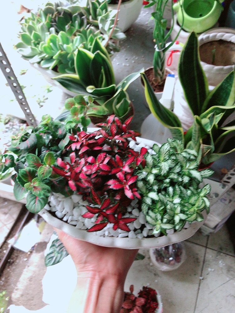 Chậu cây cẩm nhung (cây may mắn)