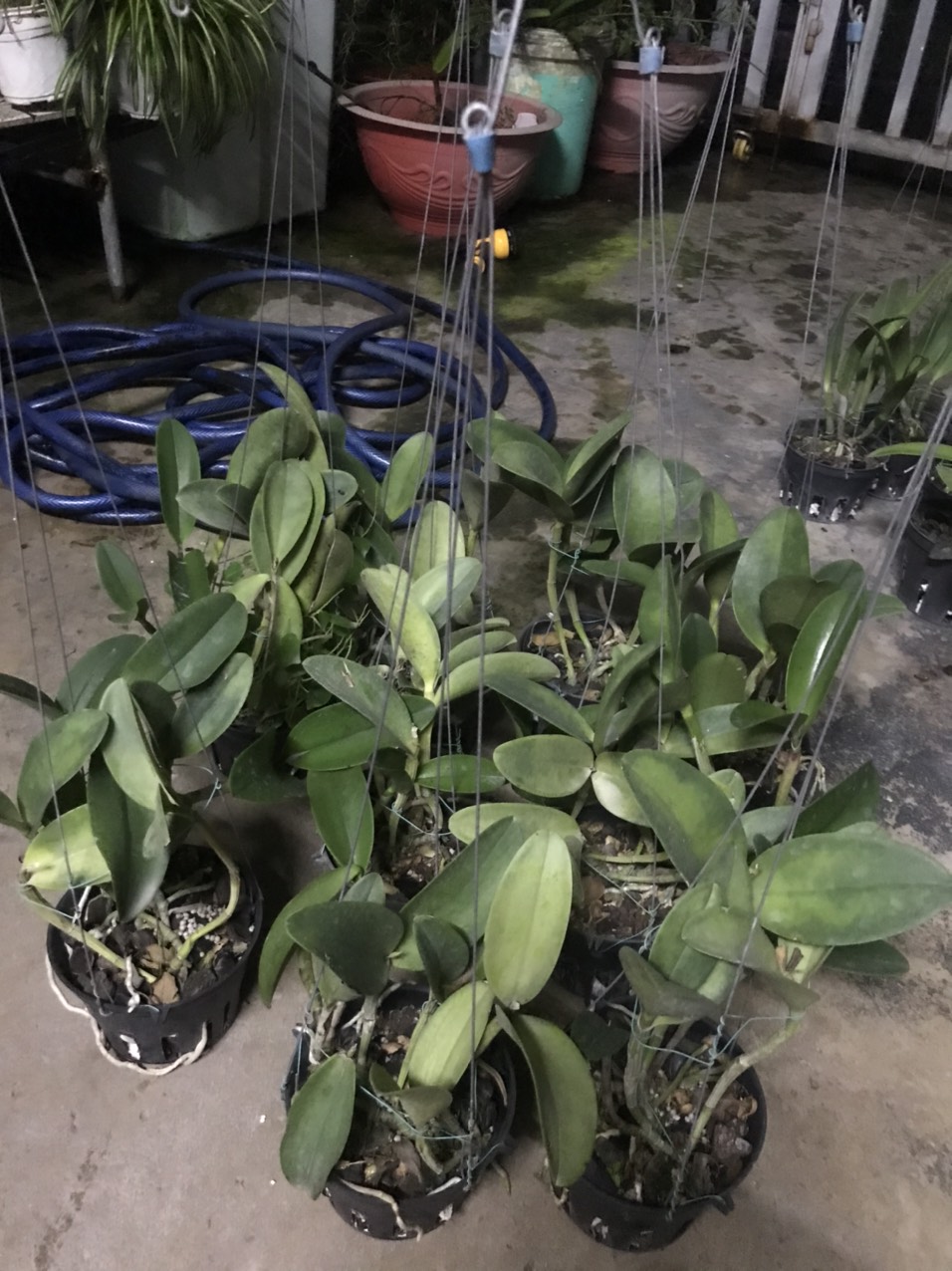 Hoa lan catt cẩm báo đốm