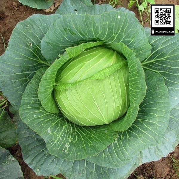 Hạt giống rau bắp cải xanh