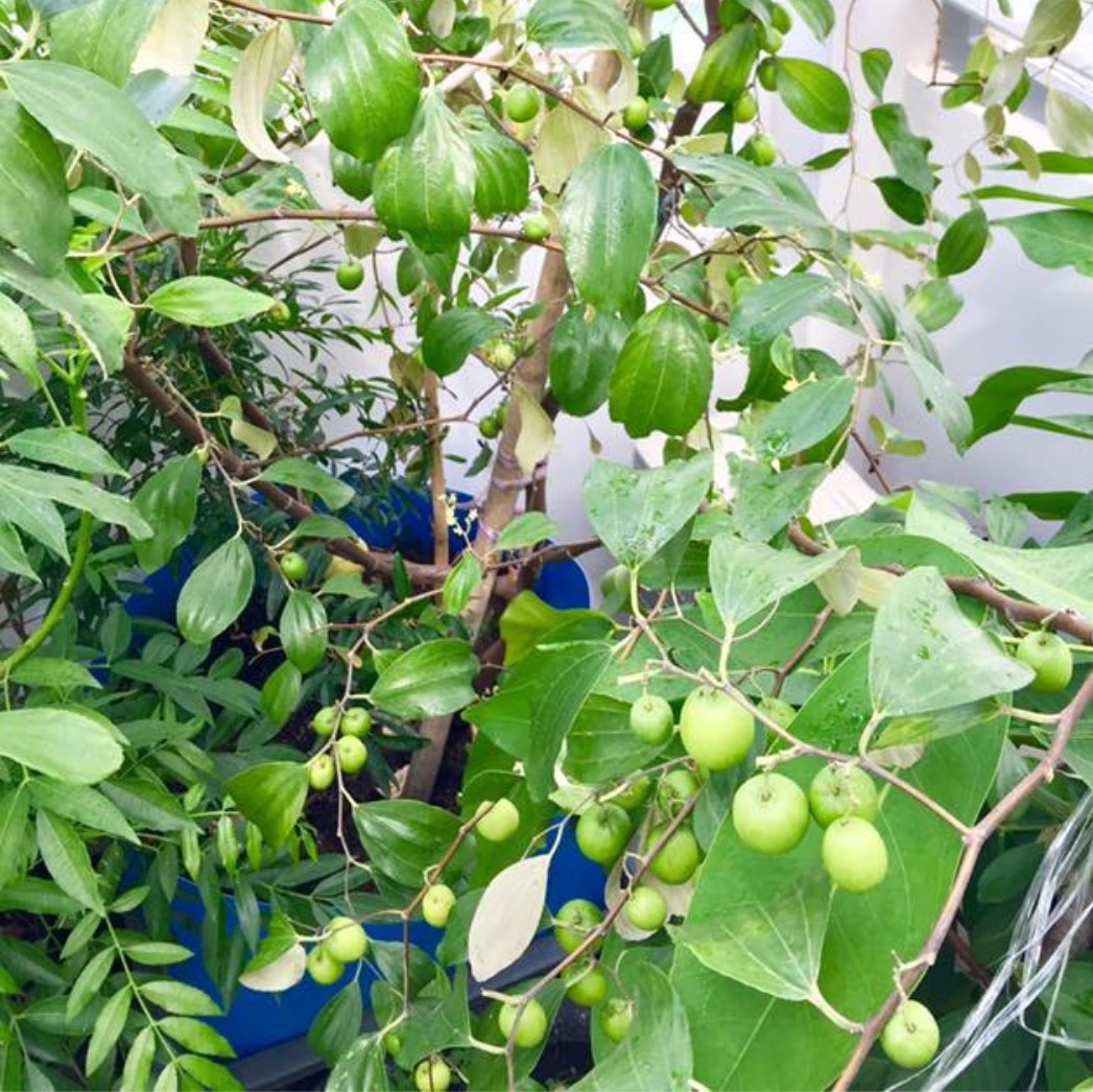CÂY GIỐNG TÁO THÁI LAN
