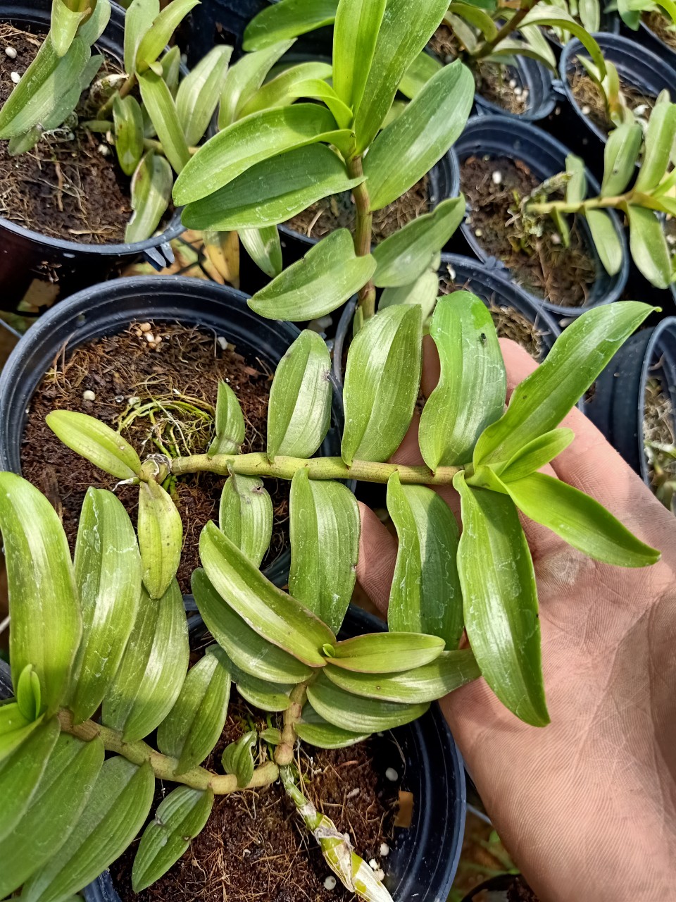 Dã hạc Lộc Bắc Cây đẹp hàng sổ hoa 52