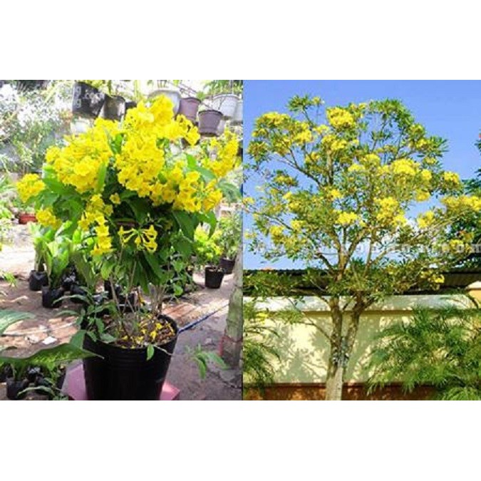 Cây giống hoa chuông vàng , hàng cây giống nhỏ gửi đi nguyên bầu hoa siêu đẹp