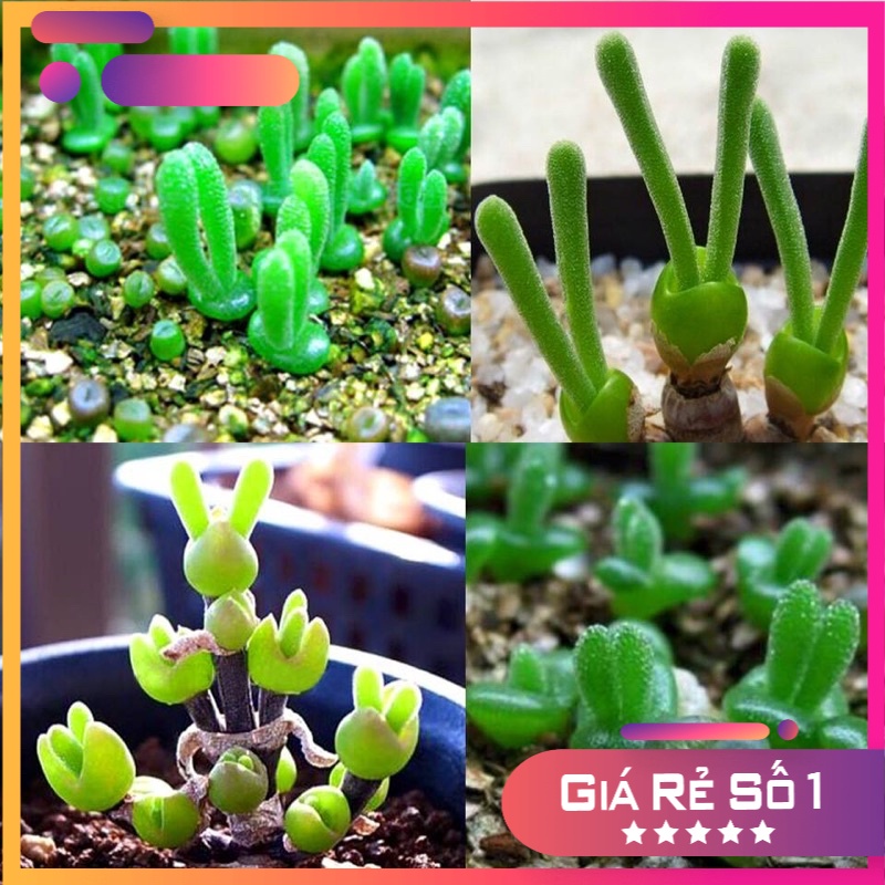 Hạt giống cỏ tai thỏ nhập khẩu - 20 hạt