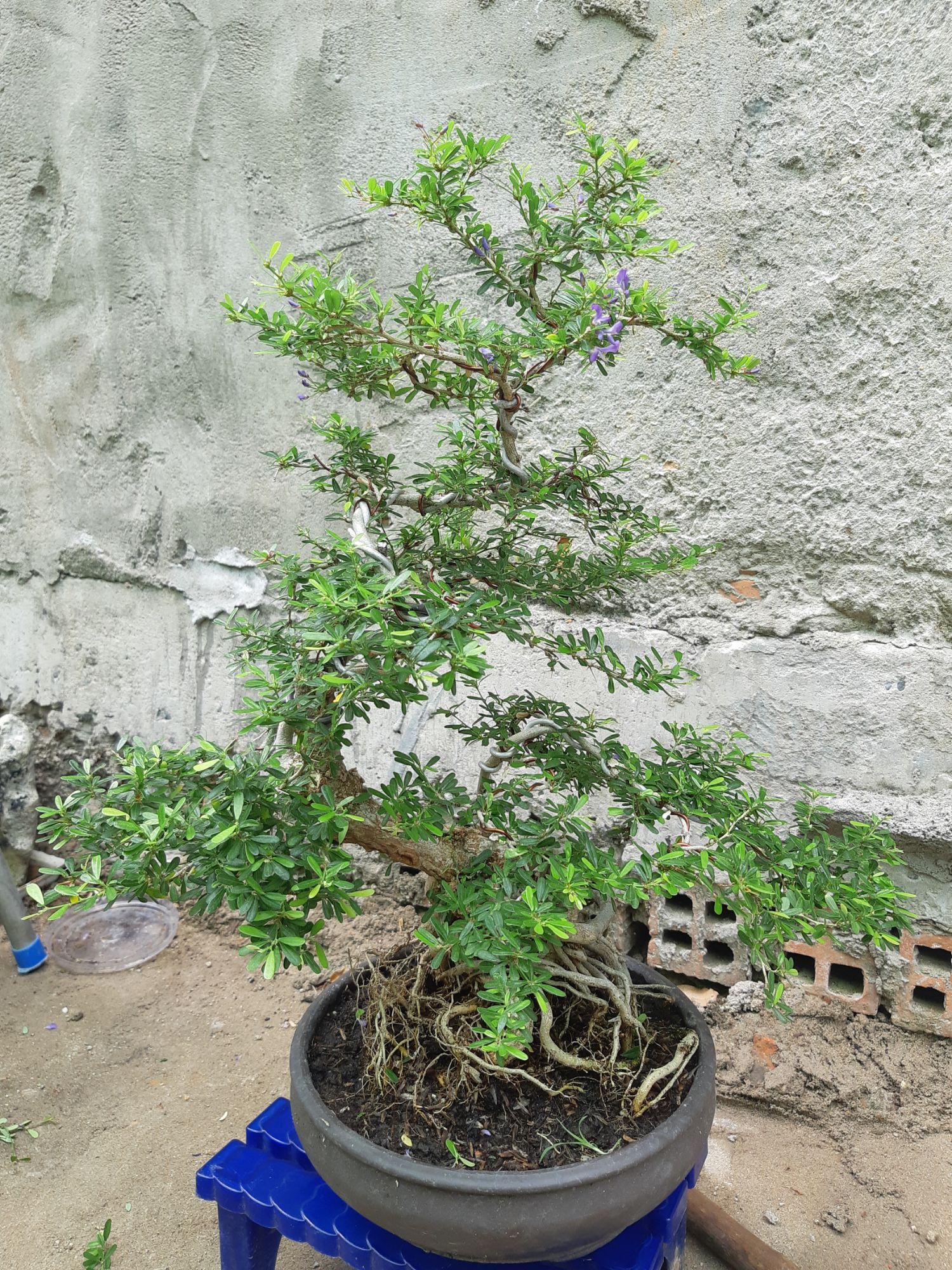 linh sam bonsai gốc quái