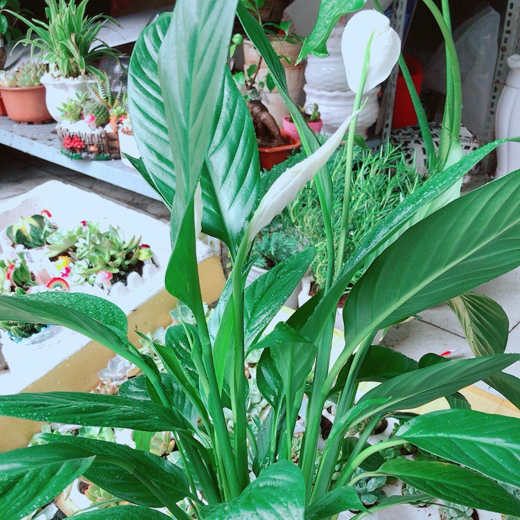 Chậu lan ý