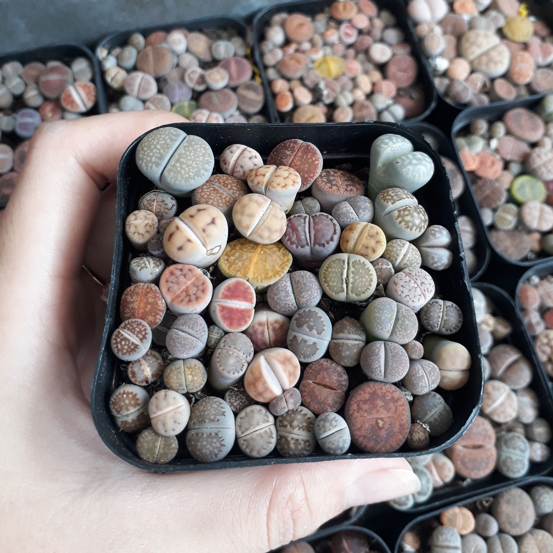 Sen mông chậu vuông Mix đủ màu/đủ loại (Sen Mông/Lithops/Thạch Lan)