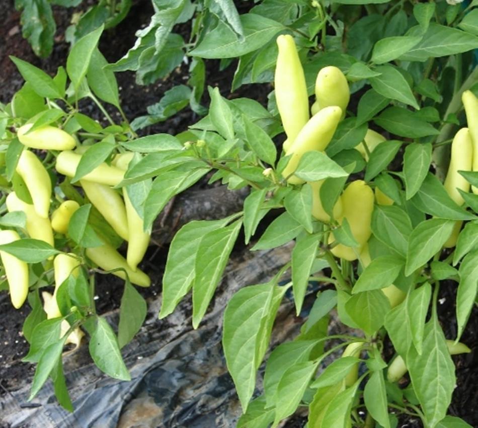 Hạt giống ớt đại vàng