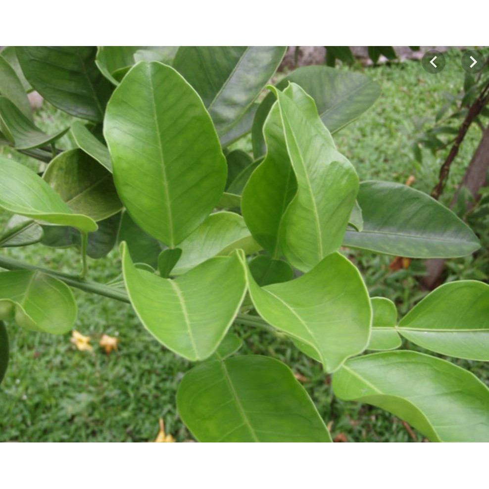 lá bưởi tươi 1kg