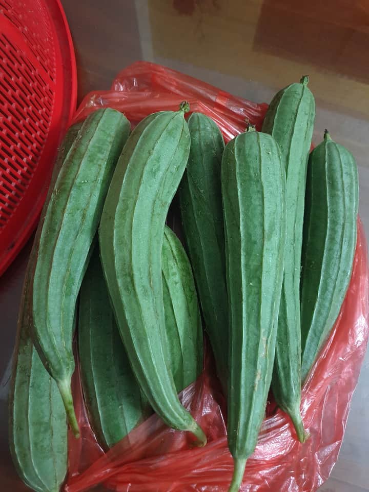 Hạt  MƯỚP  KHÍA  THÁI LAN F1  (gói 15 hạt)