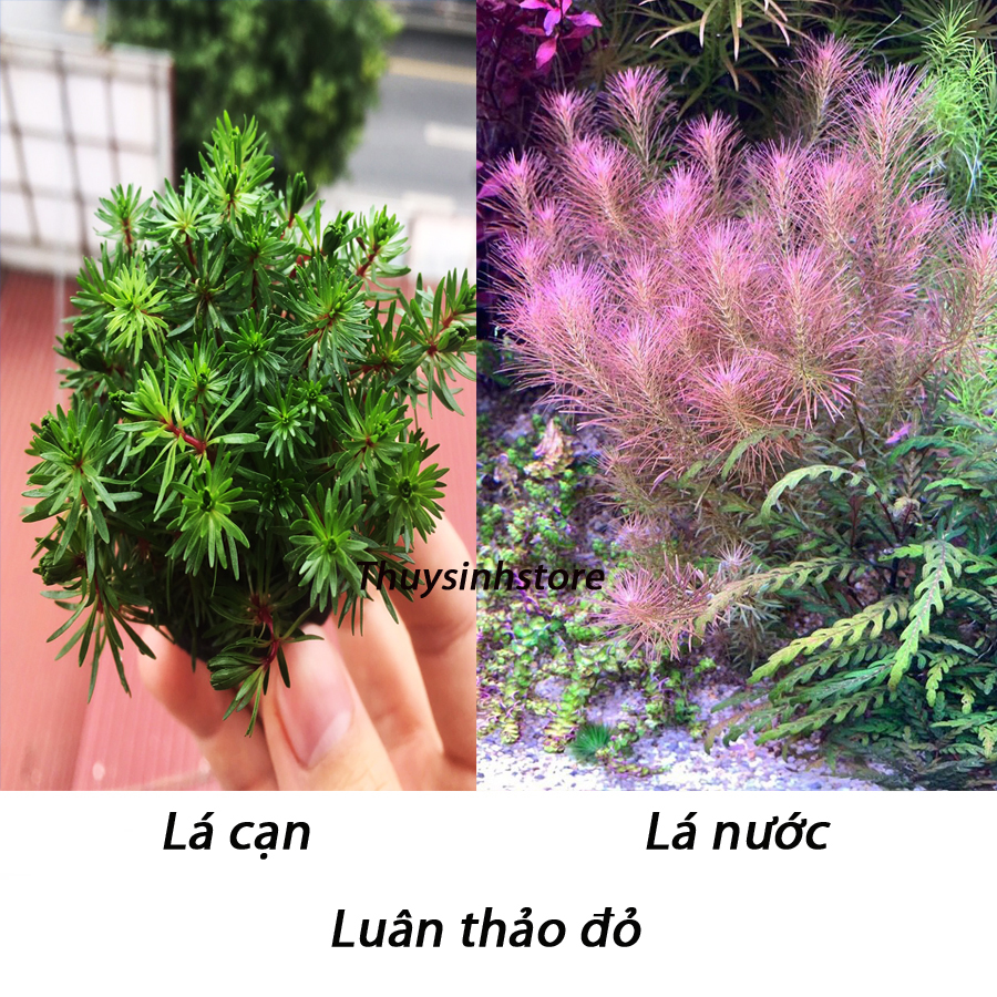 Cây thủy sinh Luân Thảo Đỏ 15-20 nhánh , chỉ đỏ (Hậu cảnh)