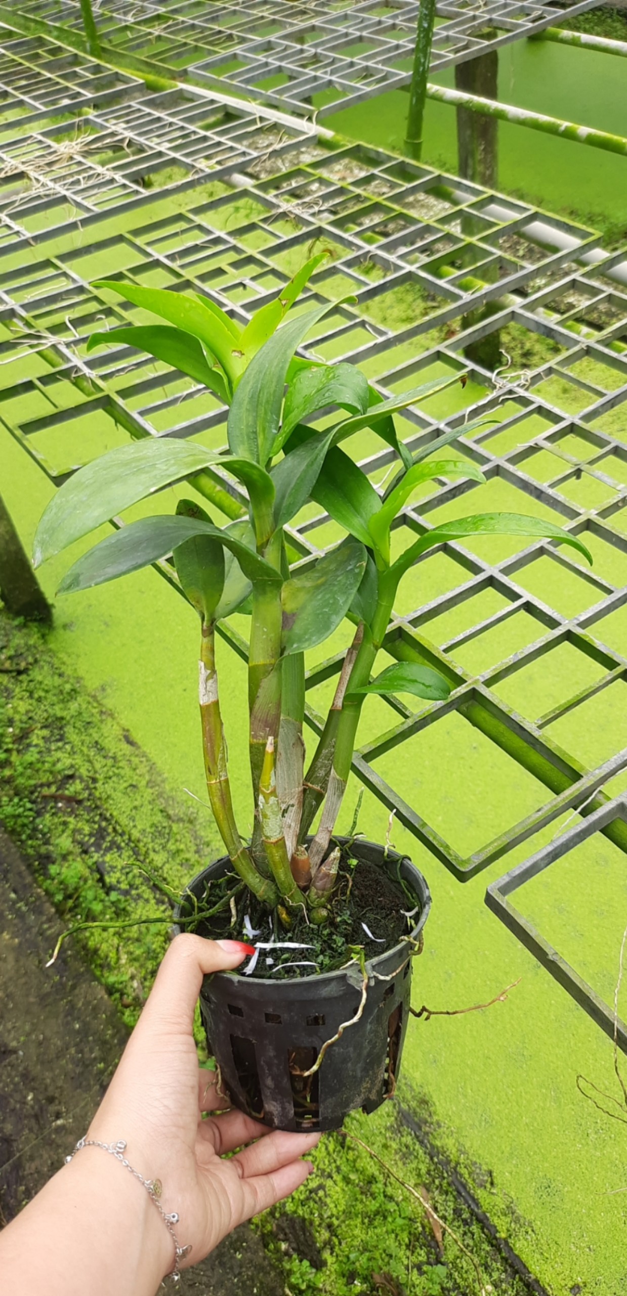 Denro 3 Xanh 3 Hồng