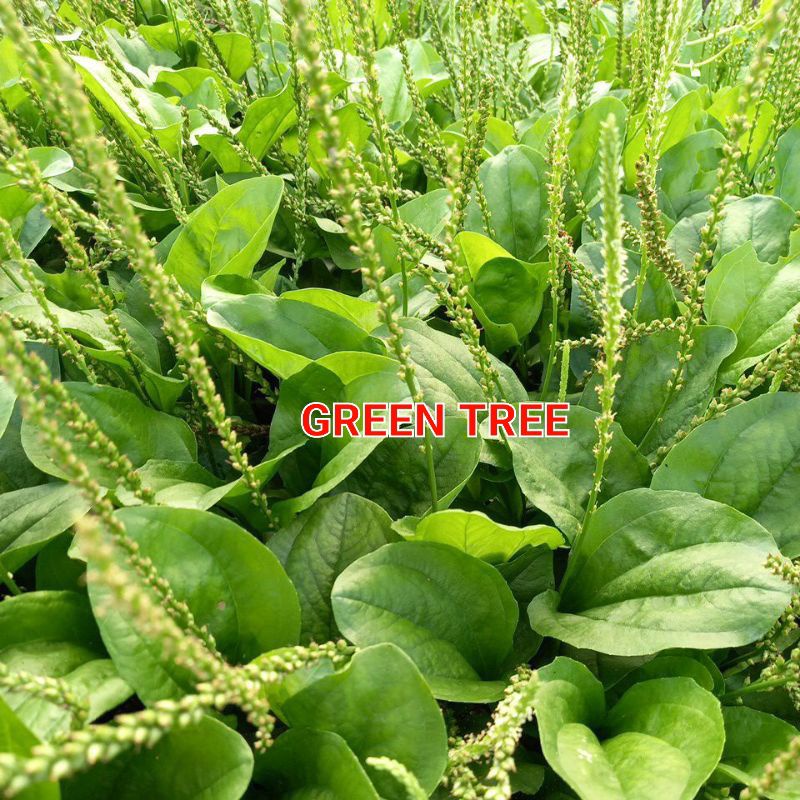 Cây giống mã đề