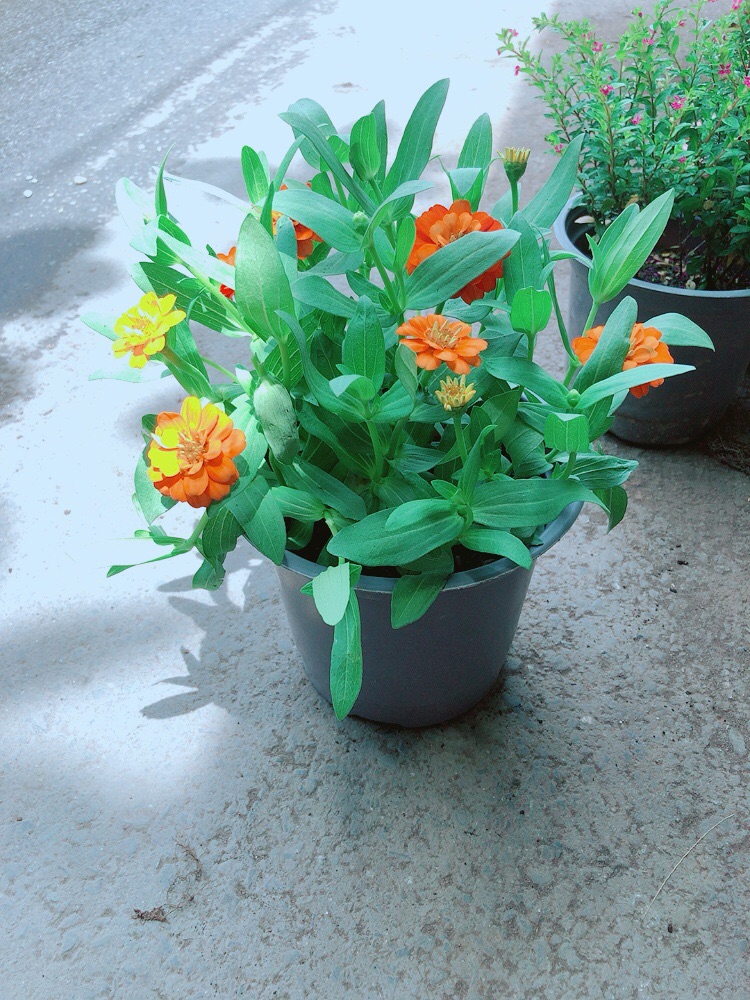 Hoa Cúc Duyên (cúc ngũ sắc)