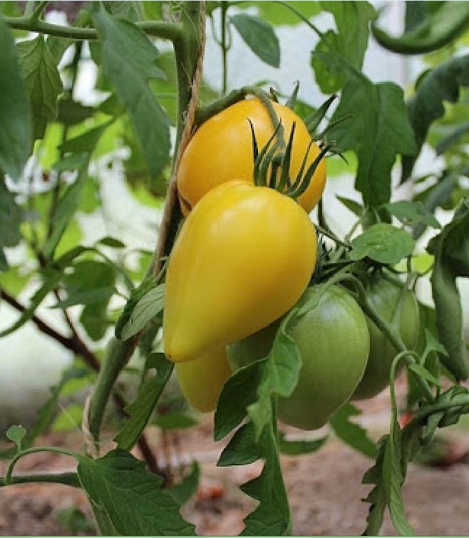 Hạt giống cà chua trái tim vàng - gói 30 hạt