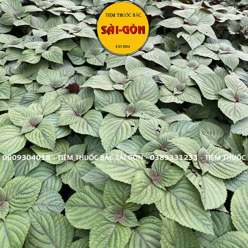 Bột Tía Tô Nguyên Chất 100gram