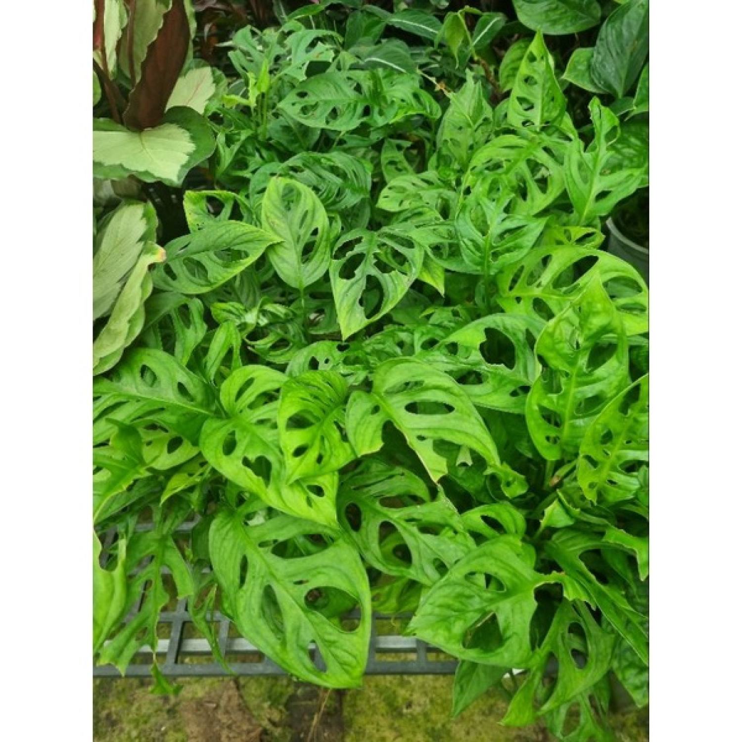 Cây trầu bà lổ
