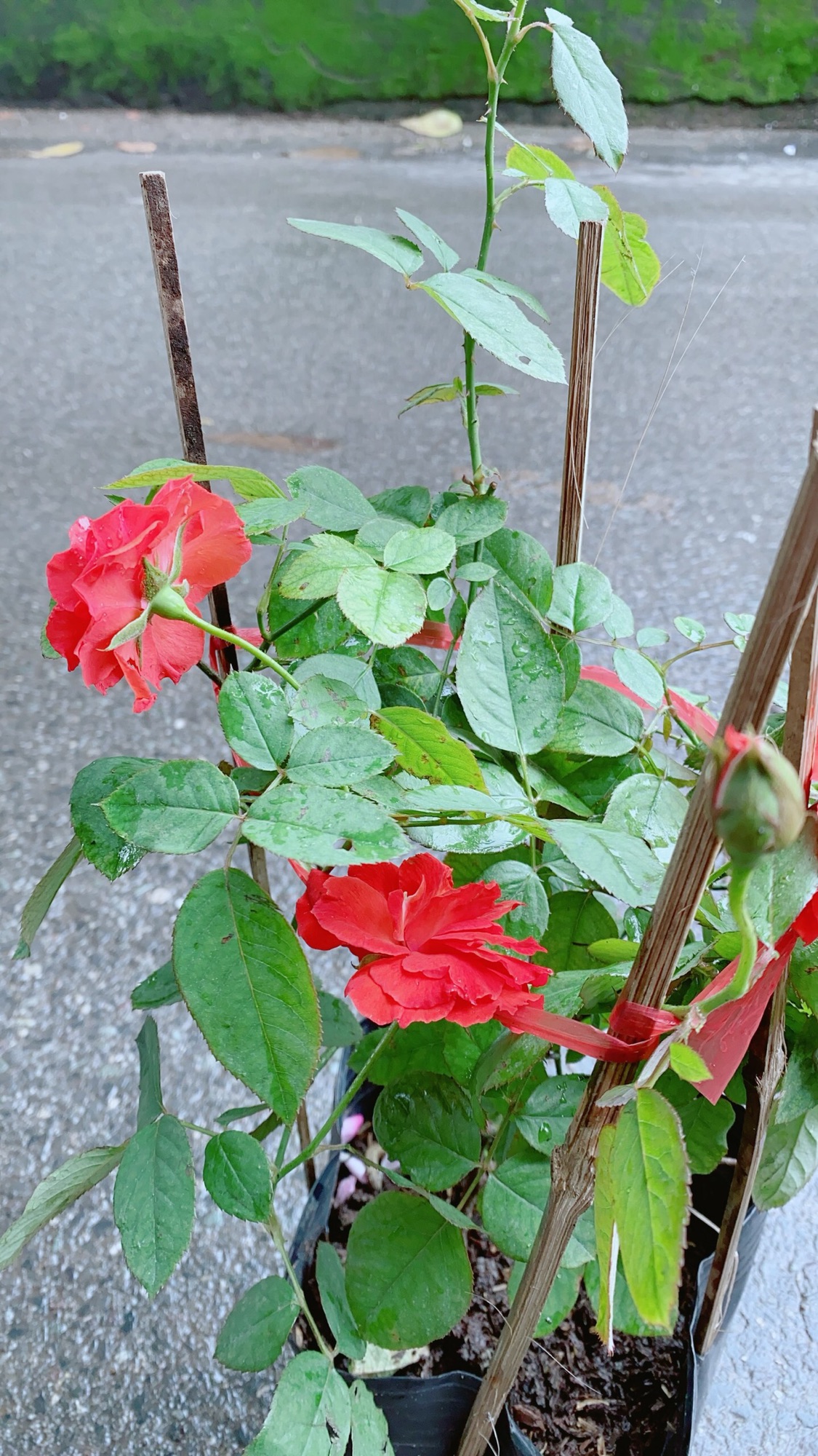 Hoa Hồng Lửa Màu Đỏ
