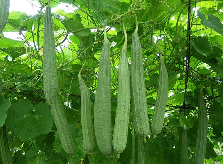 Hạt giống mướp khía Rạng Đông
