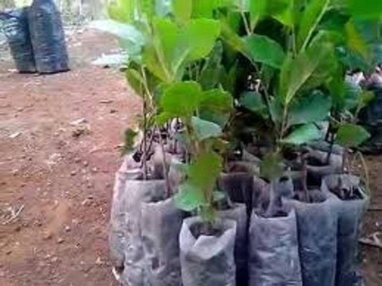 combo 3 bầu cây giống cây trà (chè ) xanh