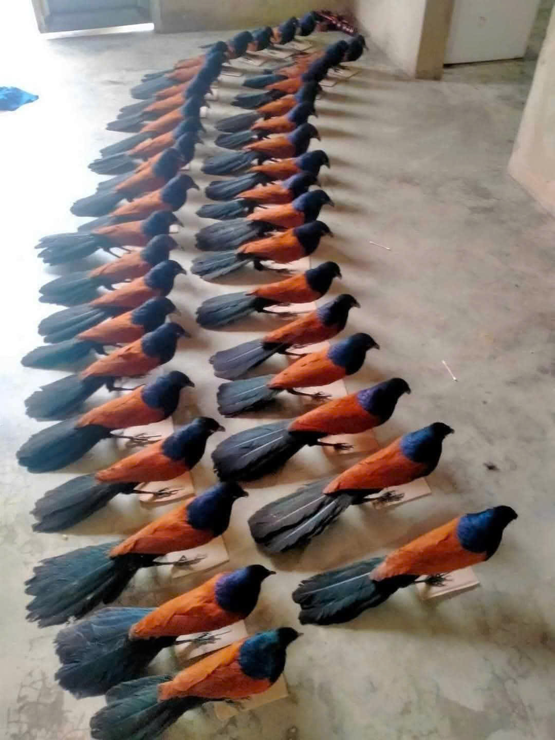 Bìm bịp giả