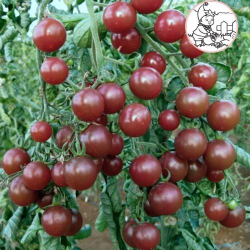 HẠT CÀ CHUA SOCOLA F1 - GÓI 5 HẠT