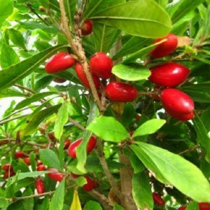 chậu CÂY quả THẦN KỲ đỏ
