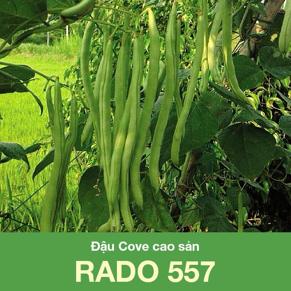 Hạt Giống Đậu Cove Cao Sản Nhiều Nhánh, Sai Trái (Gói 20 gam ~ 90 hạt)