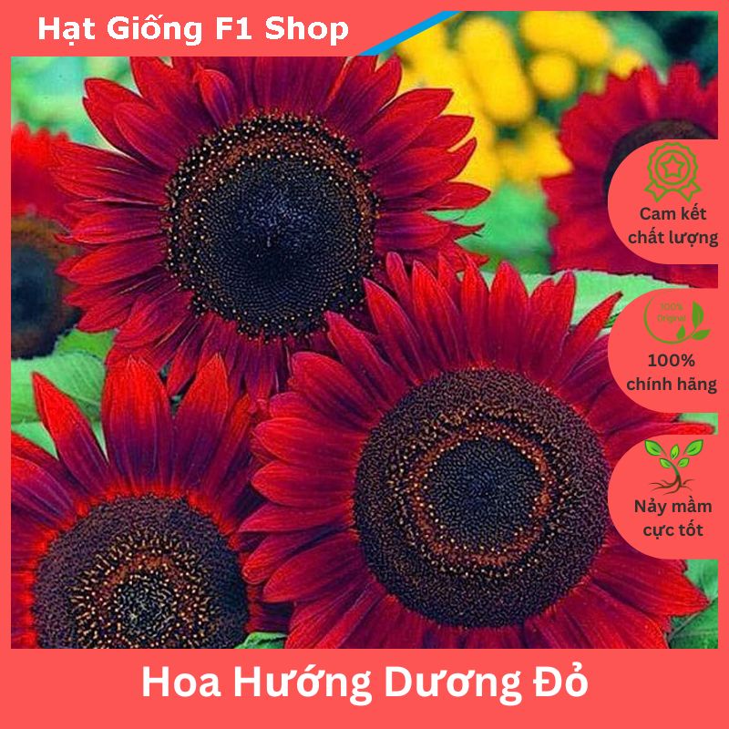 Hạt Giống Hoa Hướng Dương Đỏ Dễ Trồng (044.F1)