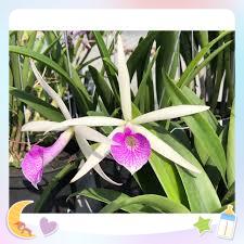 [Giá hủy diệt] brass 5 màu hoa