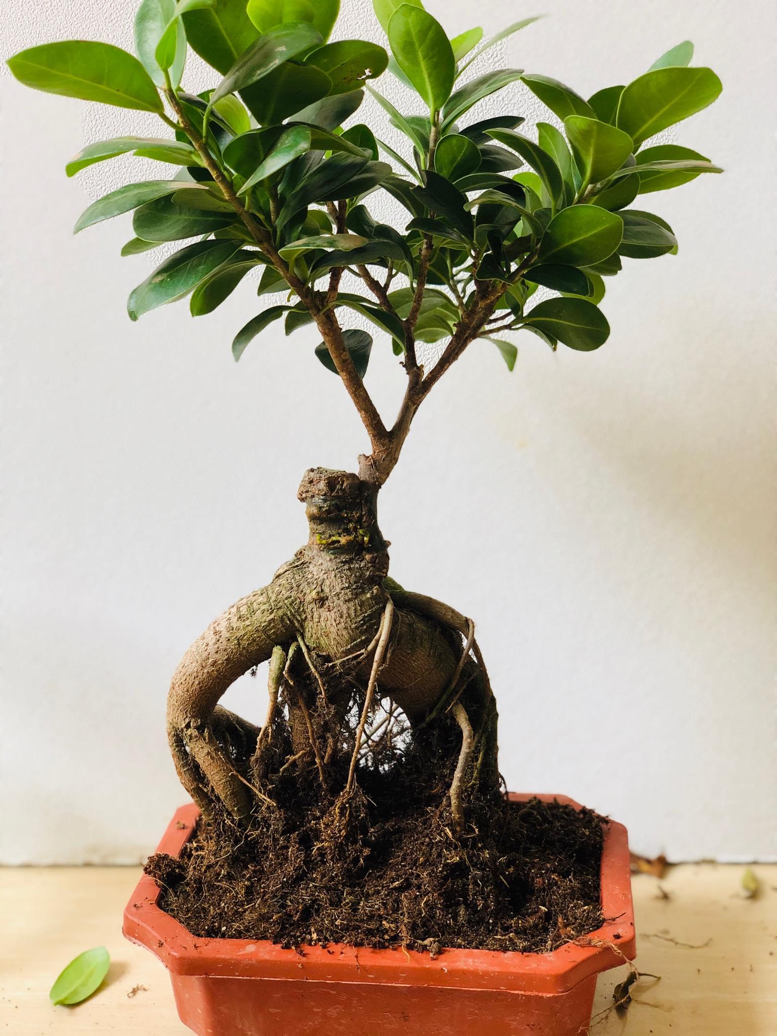 Cây bonsai si nhật mini để bàn