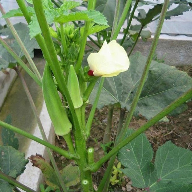 Giống Đậu Bắp Xanh Rạng Đông 20Gram