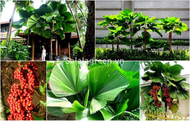 CÂY KÈ NHẬT (CÂY CỌ NHẬT ) - BẦU CÂY GIỐNG