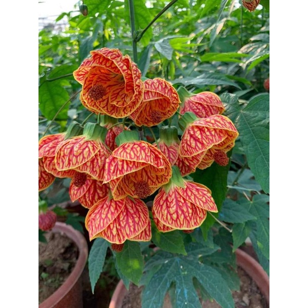 Cây hoa đèn lồng Abutilon pictum