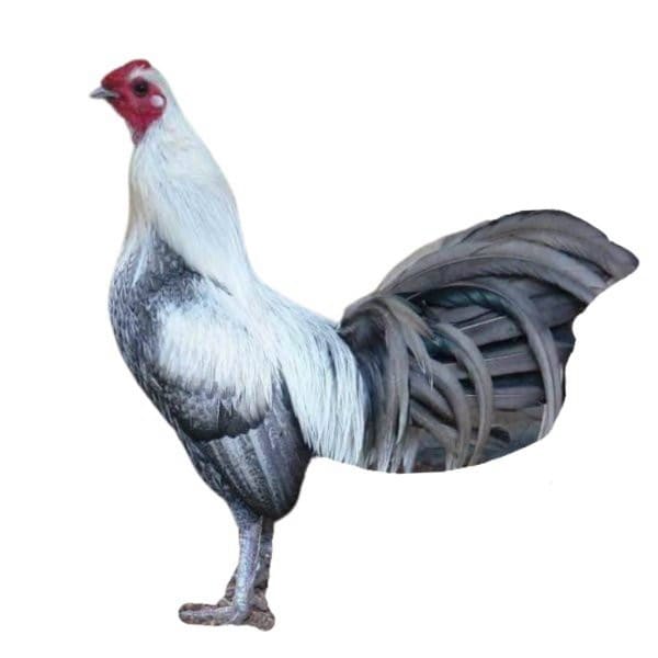 Gà thú bông 3D - Đồ chơi ( hình thật)