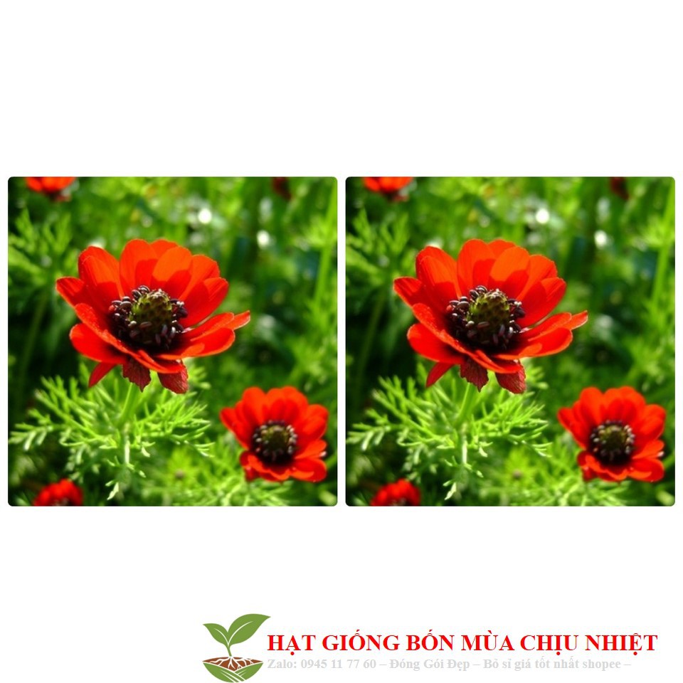 314A Hạt Giống Uyển Hồng (Đỏ) 100 Hạt/ Gói