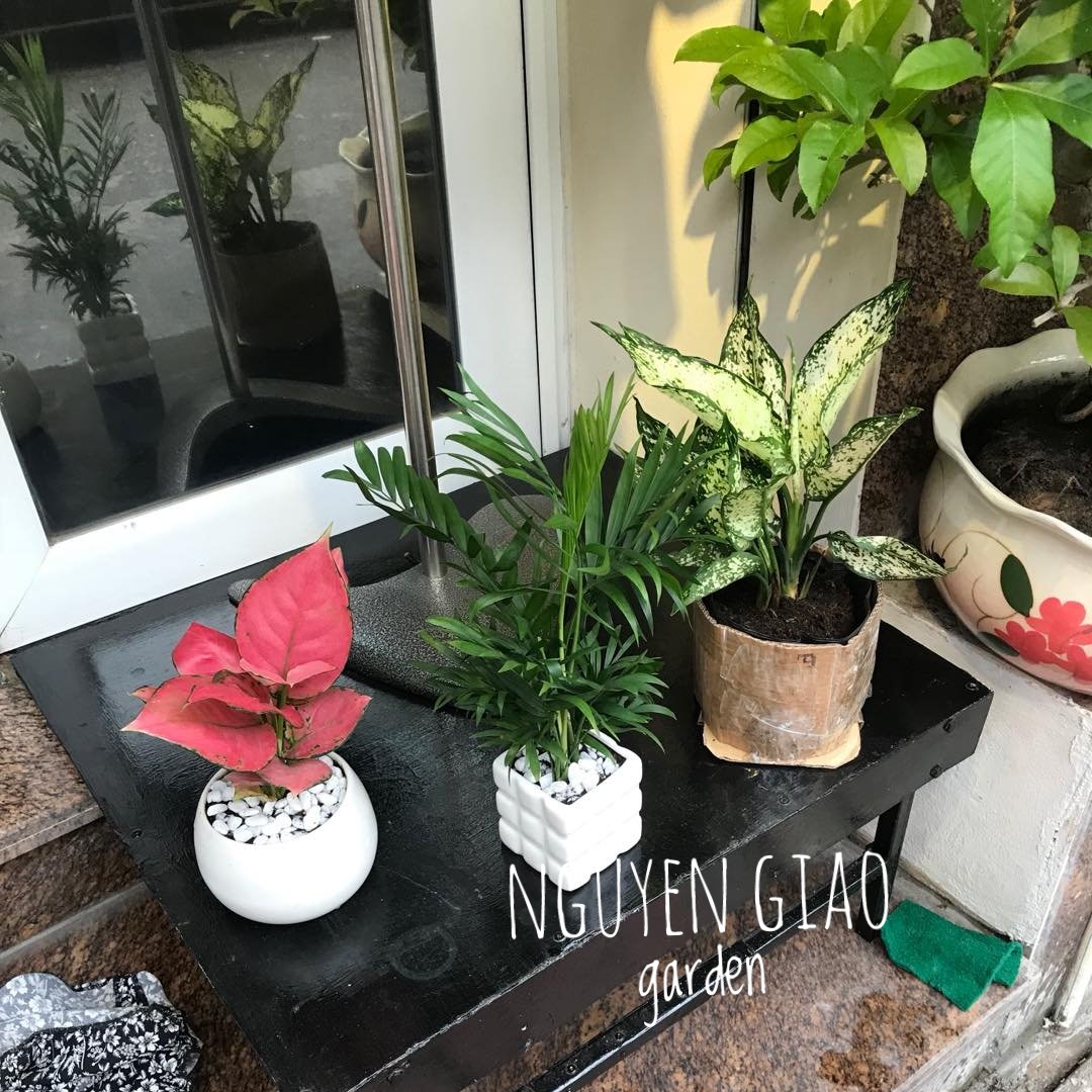 Cây cau tiểu trâm chậu sứ đk 7cm