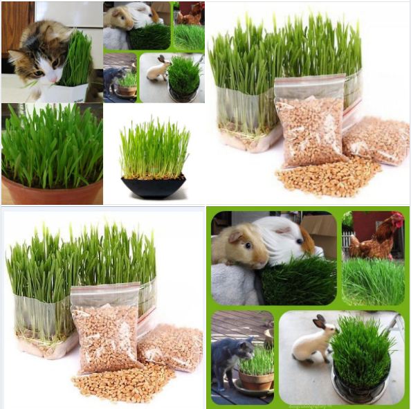 Hạt giống cỏ lúa mì lúa mạch - cho thú cưng ăn - gói 50gram
