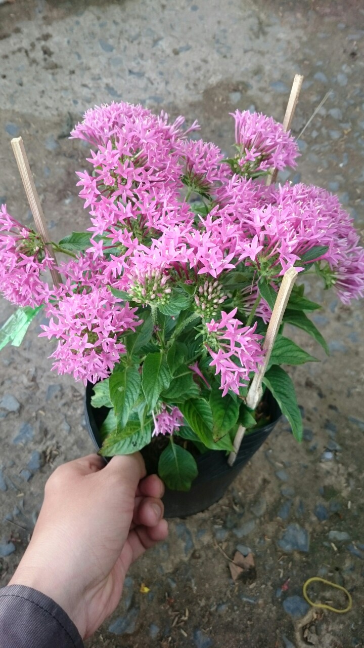 Cây Diễn Châu - Cây cảnh mini để bàn