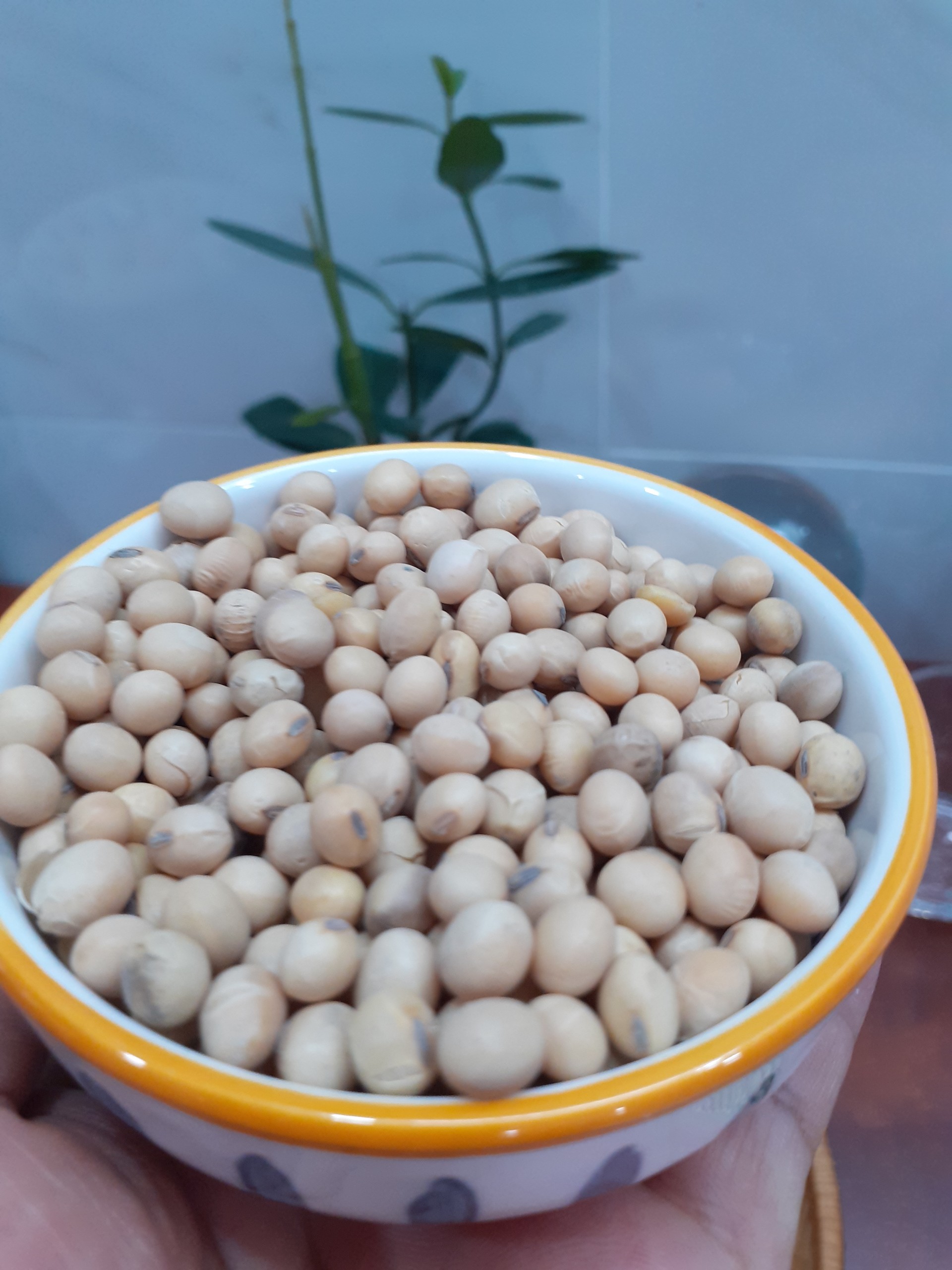 Đậu nành, đậu tương làm đậu hũ