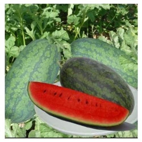 Hạt Giống Dưa Hấu Oval . Túi 10 Hạt Rất Dễ Trồng -  Dinh Dưỡng Cao.