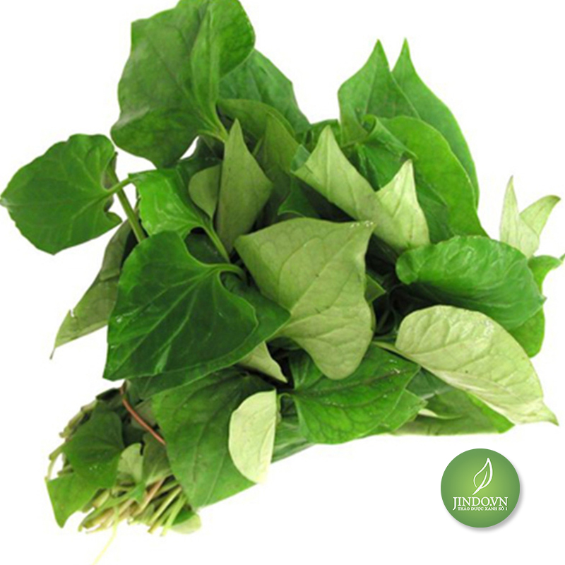 Cây diếp cá khô (Ngư tinh thảo) 1KG - VT241